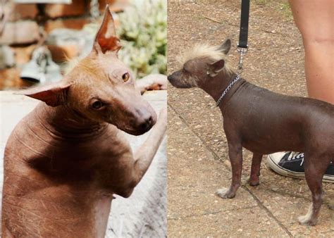 xoloitzcuintli extinct