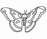 Coloring Moth Cecropia Kids Lines 25kb 400px sketch template