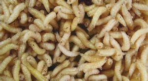 maggots  clean wounds faster  surgery