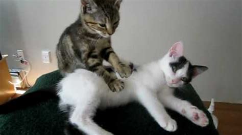 watch one cute cat massage another cute cat