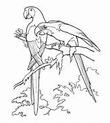 Coloring Pages Cockatoo Parrot Color Cute Popular sketch template