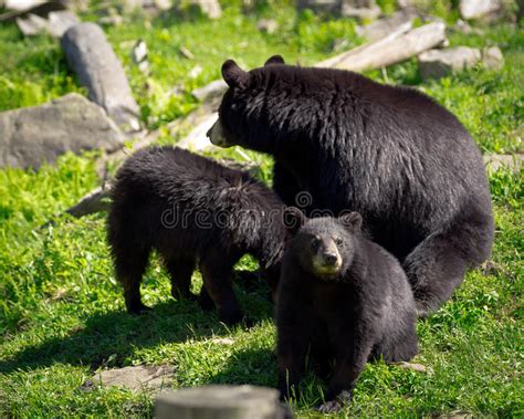 Three Black Bears Mother And Two Cubs Stock Image Image Of Cubs