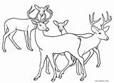 Deer Hirsch Hirsche Familie Malvorlagen Cool2bkids Ausdrucken Kostenlos sketch template
