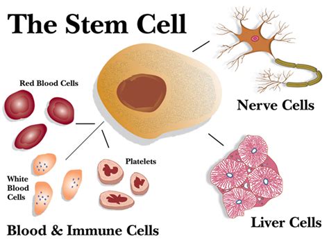 bb4c where exactly do we get stem cells from [obama tized] beautiful biological questions