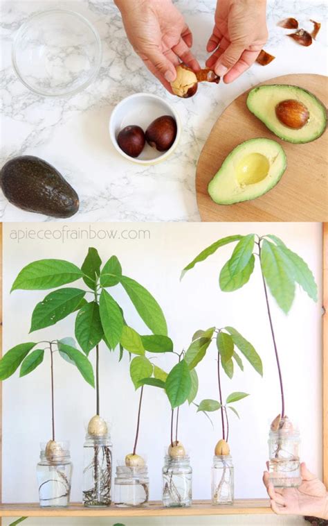 How To Grow Avocado From Seed 2 Easy Ways Grain Of Sound
