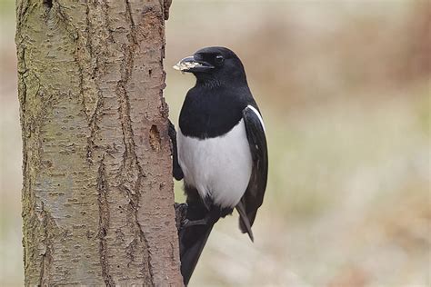 awordaday magpie
