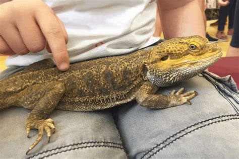 Egg Bound Bearded Dragon Causes And Treatment