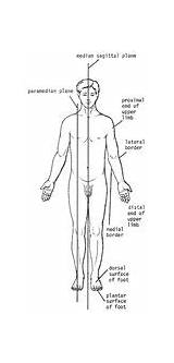 Anatomical Positions Directional Axes Median Midsagittal Quizlet Sagittal Divides Umbilical Posterior sketch template