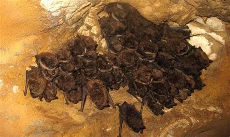 unusually situated bat cave atlas obscura