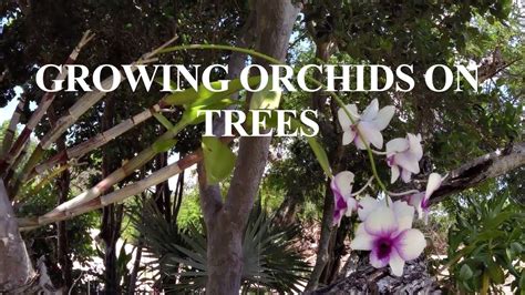growing orchids   trees youtube growingorchids growing