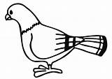 Pigeon Printable Preschool Coloring Animals sketch template