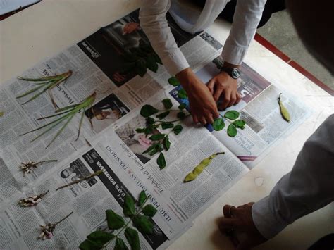 jurnal pembuatan herbarium