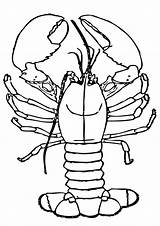 Lobster Aragosta Claws Designlooter Printmania sketch template