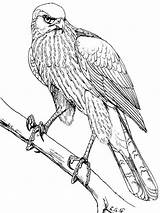 Hawks sketch template