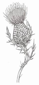Thistle Drawing Scottish Tattoo Sketch Drawings Line Flower Tattoos Watercolor Cardo Thistles Pencil Para Garabatos Dibujo Own Painting Paintingvalley Visit sketch template
