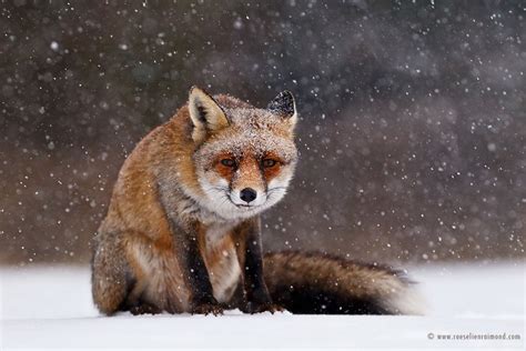 Charming Red Fox Photos Capture Their Resilience In The Winter Snow