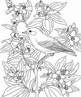 Bird Coloring Birds Pages Idaho Flower Bluebird Flowers Printable State Blue Adult Animals Mountain Kids Colouring Color Mock Orange Drawings sketch template