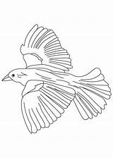 Flying Blackbird Bobolink Coloringhome Fish Paintingvalley Getdrawings Blaumeise sketch template