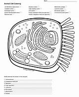 Biologycorner Answers Labeling Typical Plasma Organelles Mitosis Kayleighrosee sketch template