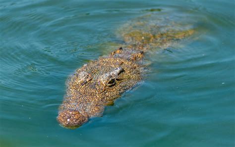 crocodile swimming  turquoise water  river  stock photo