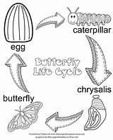 Butterfly Cycle Life Coloring Printable Kids Stages Chrysalis Cycles Preschool Lifecycle School Activity Choose Board sketch template