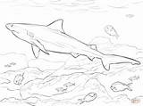 Shark Realistic Requin Sharks Buas Binatang Sketsa Bullenhai Everfreecoloring Colorier Bouledogue sketch template