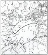 Natuur Kleurplaat Kleurplaten Volwassenen Huis Natur Kleuren Ausmalbilder Rondom Ums Haus Coloriage Dessin Ladybug Zomer Downloaden Coccinelle Cliquer Adults Mandala sketch template
