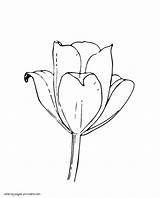 Coloring Pages Spring Bud Printable Tulip Flower Seasons sketch template