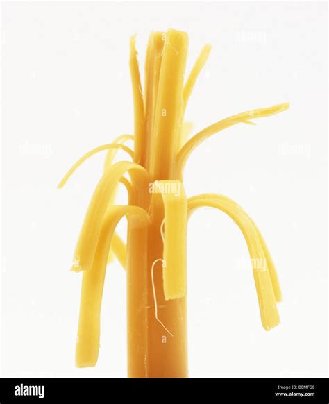 cheese string stock photo alamy