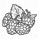 Raspberry Coloring Clipart Template sketch template
