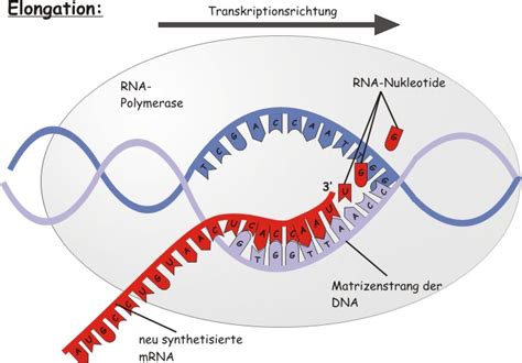 biowissenschaften kaiserslautern transkription und translation