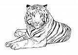 Tigre Animaux Coloriages Coloriage sketch template