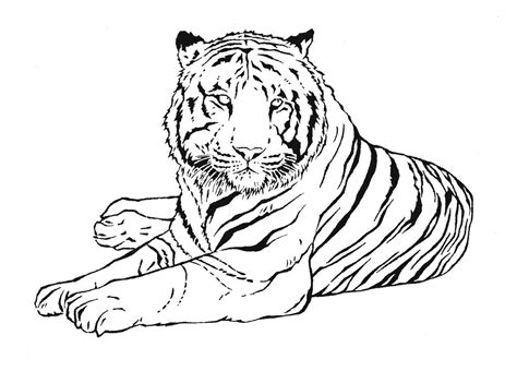 tiger animals  printable coloring pages