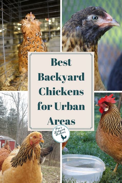 Pam S Backyard Chickens Best Backyard Chickens For Urban Areas