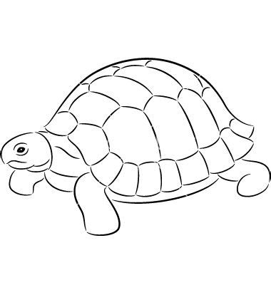 tortoise turtle coloring pages colouring pages coloring books