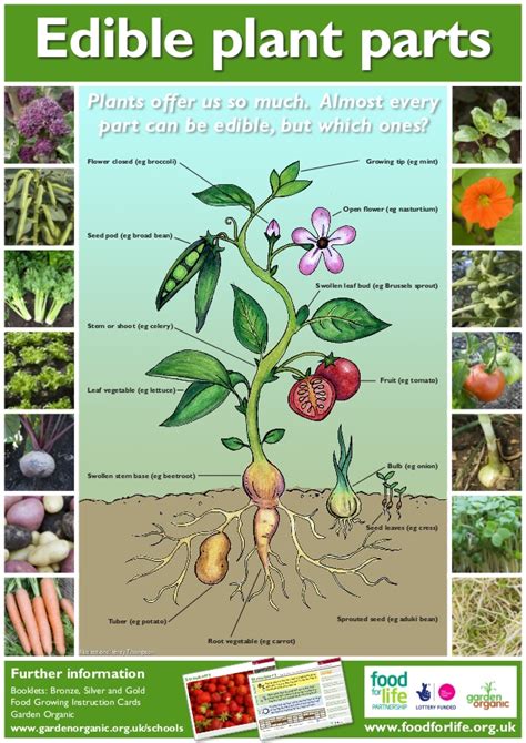 edible plant parts teacher guide organic gardening