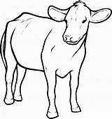 Vacas Krowa Boi Desenhar Outline Kindergarten Passo Kolorowanki Dairy Colorir Coloringbay Angus Dzieci Dla Colouring Animals Clarabelle Vaca sketch template