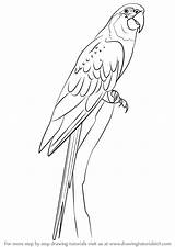 Macaw Throated Arara Step Parrot Parrots sketch template