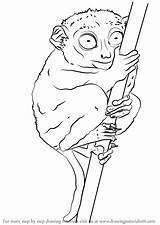 Tarsier Philippine Drawing Draw Step Animals Primates Learn Getdrawings sketch template