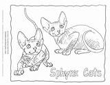 Cat Sphynx Coloring Clipart Pages Breed Hairless Drawing Kitten Sheets Cliparts Realistic Wonderweirded Pets Pro Printable Outline Library Getdrawings Clipground sketch template