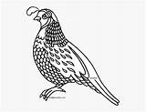 Quail Bird Clipartkey sketch template