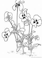 Pansy Coloring Getcolorings Ausmalbilder Blumen sketch template