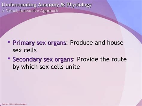 Chapter22 Reproductive System