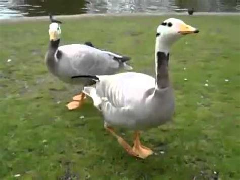 dancing duck youtube