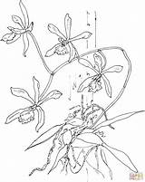 Para Coloring Epidendrum Orchid Pages Colorear Butterfly Dibujo Mariposa Orquídea Supercoloring Dibujos Dibujar Imprimir Orquideas Flores Printable Drawing sketch template