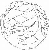 Cabbage Coloring Pages Drawing Lettuce Fresh Kids Getdrawings Popular sketch template
