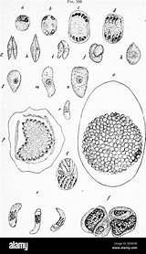 Encysted Sporozoites Protozoa Pathogenic Alamy Stock sketch template