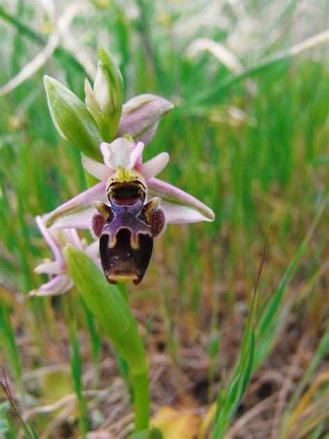 ophrys  plants   world  kew science