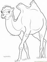 Bactrianus Camelus Camel sketch template