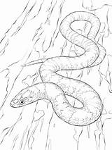 Snake Coloring Pages Viper Drawing Snakes Python Kingsnake Scarlet King Mamba Realistic Print Green Sheets Tree Getdrawings Supercoloring Reptiles Color sketch template
